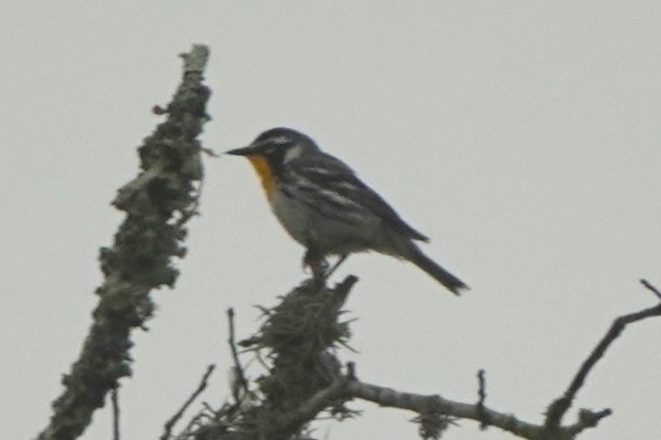 Yellow-throated Warbler - ML619058276