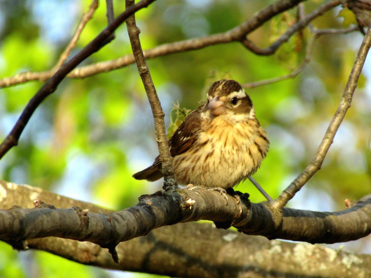 Rose-breasted Grosbeak - Adrienne Burn