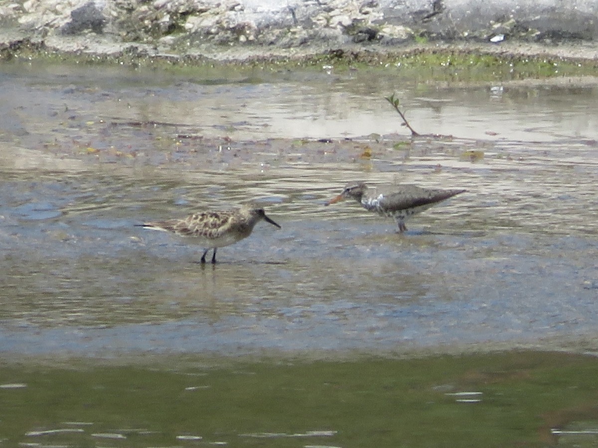 Baird's Sandpiper - ML619058316