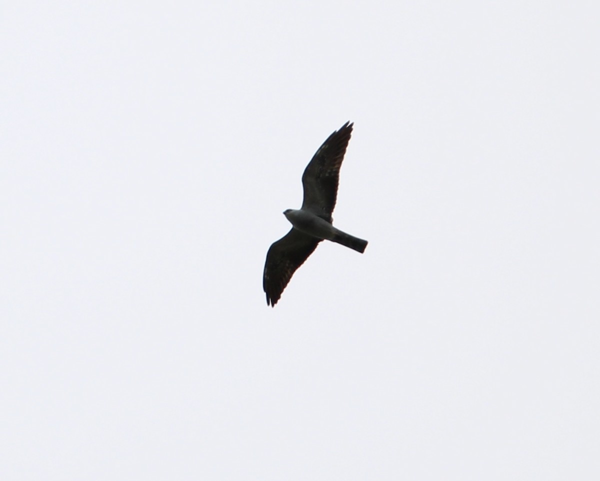 Mississippi Kite - ML619058318