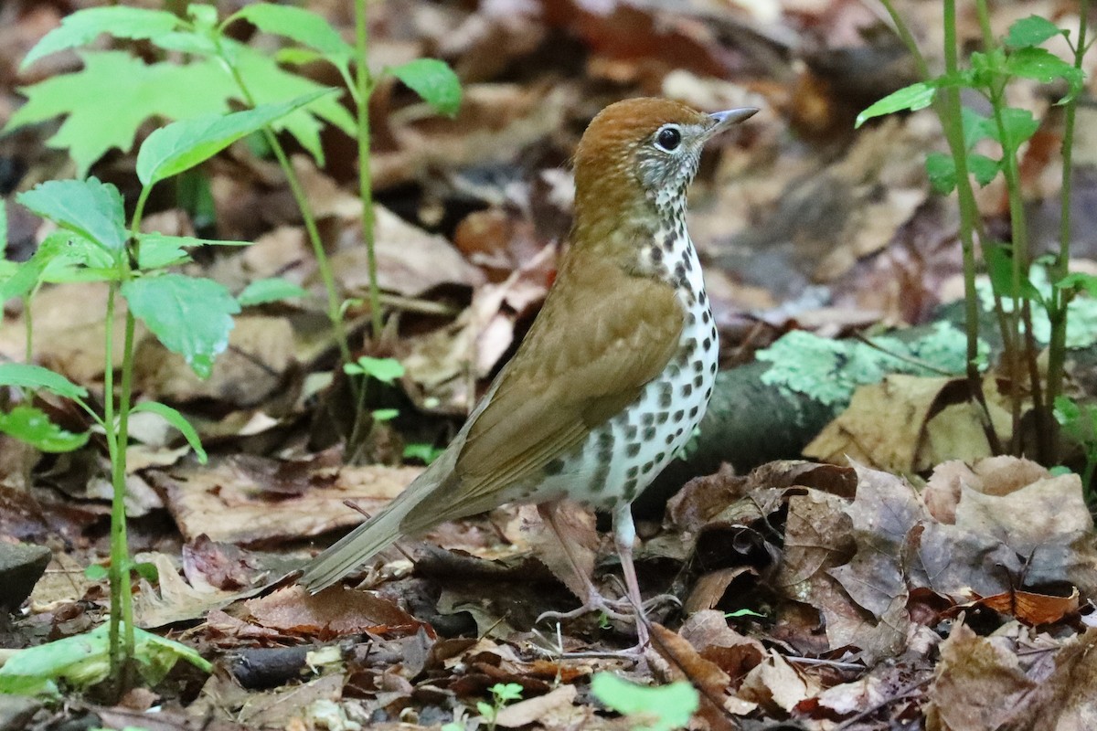 Wood Thrush - ML619058331