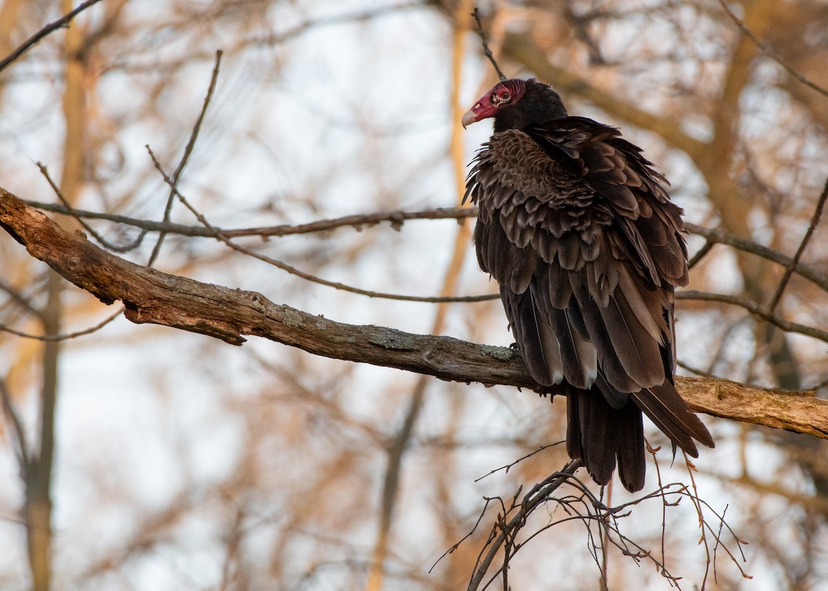 Turkey Vulture - ML619058332