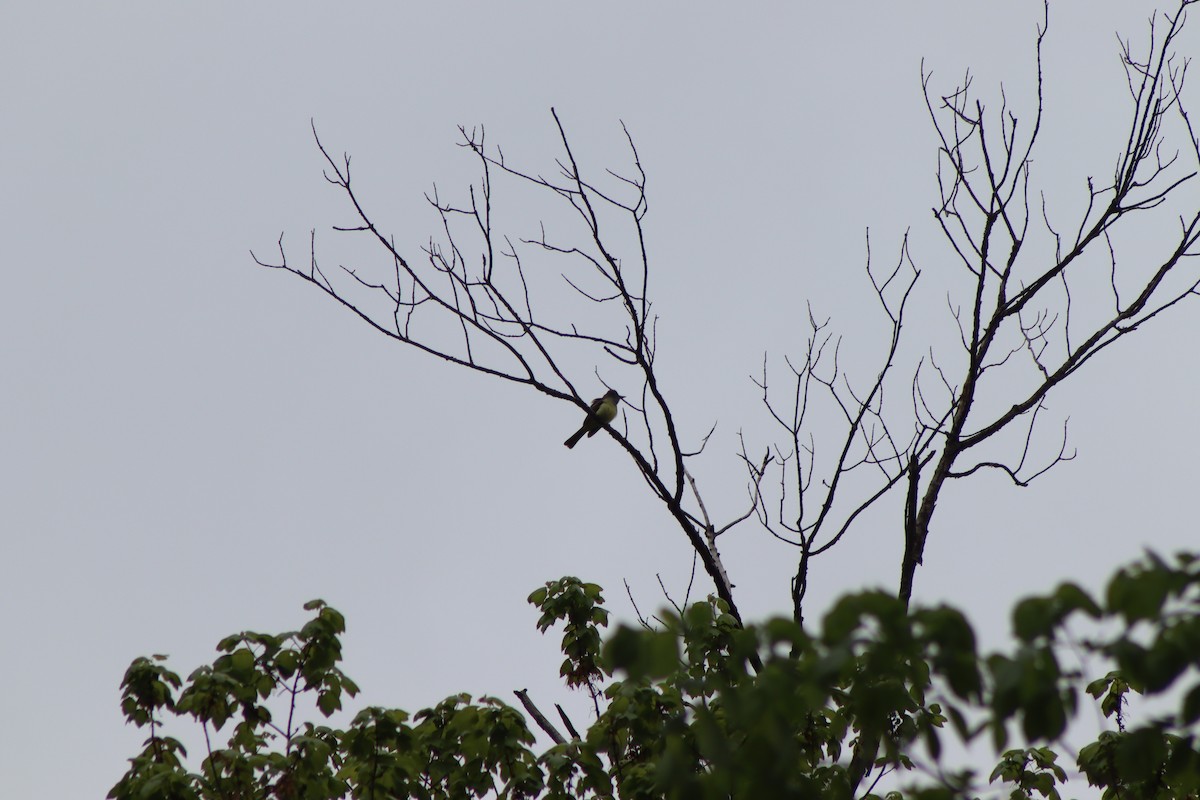 Great Crested Flycatcher - ML619058354