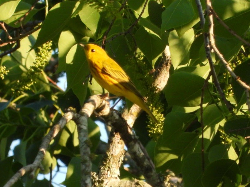 Yellow Warbler - Lesha Roberts