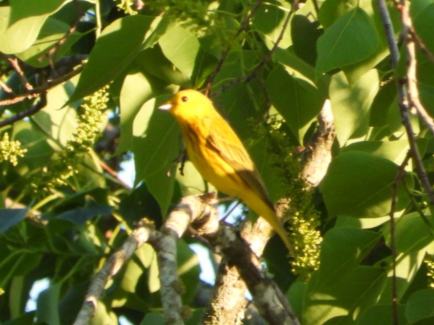 Yellow Warbler - Lesha Roberts