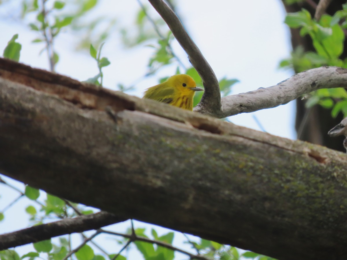 Yellow Warbler - ML619058360