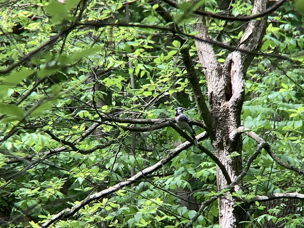 Blue Jay - Vivian Young