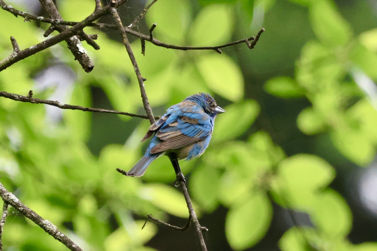 Indigo Bunting - Tanya Burnett