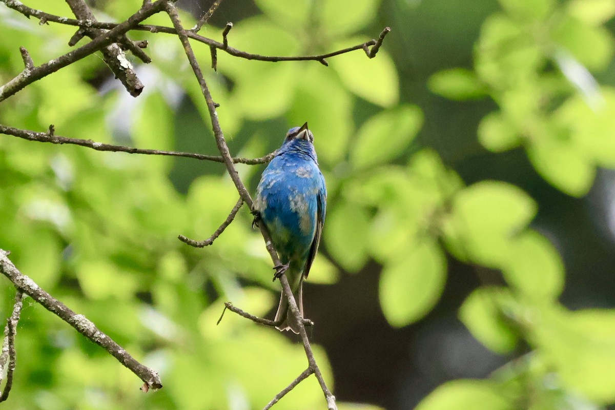 Indigo Bunting - Tanya Burnett