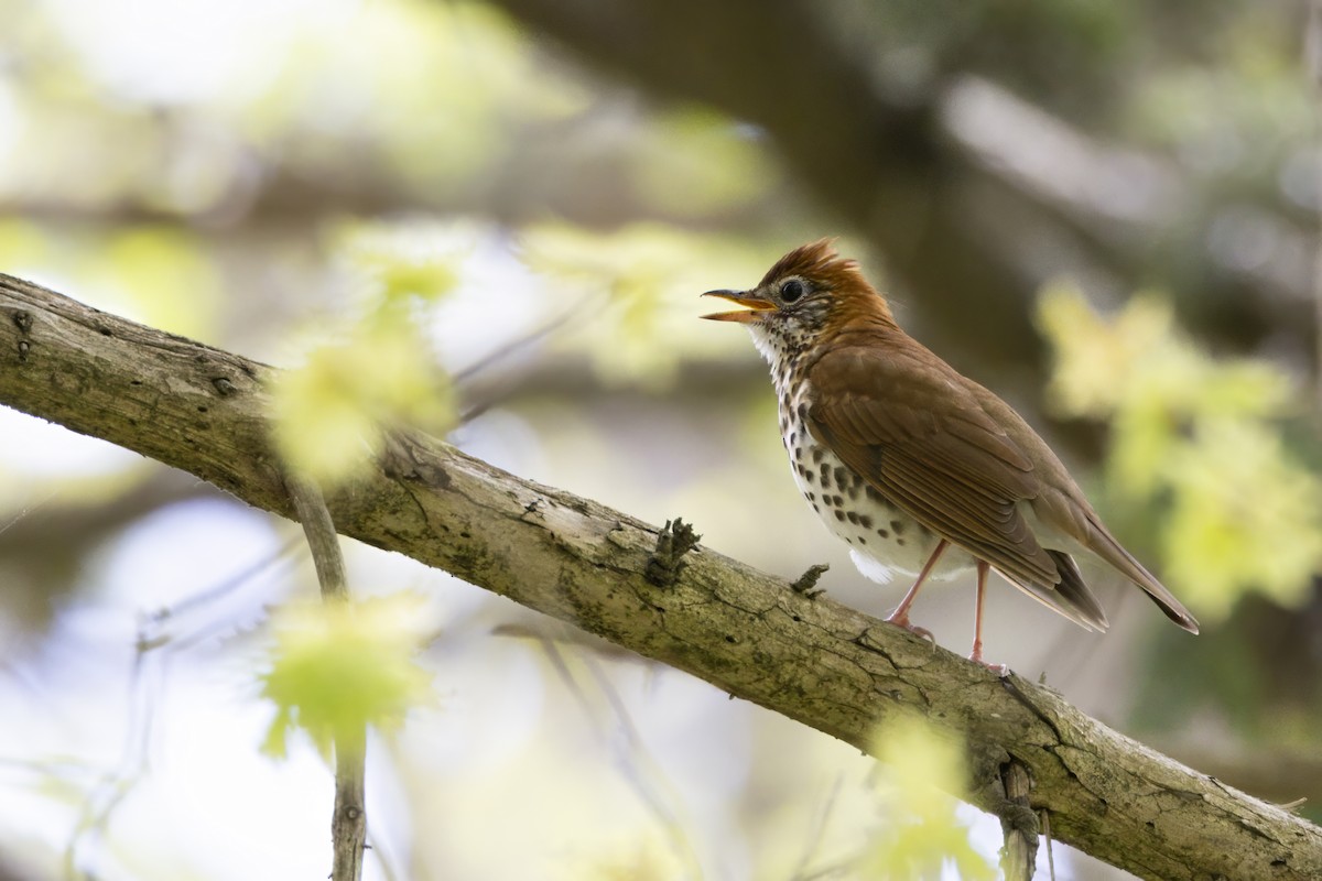 Wood Thrush - Matt Denoncour