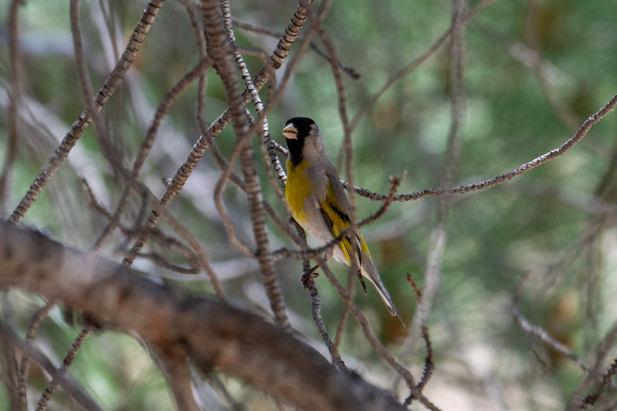 Lawrence's Goldfinch - ML619058428