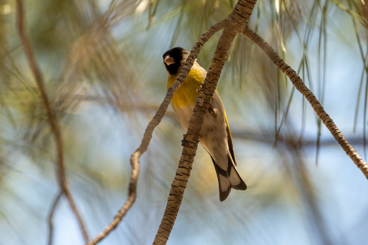 Lawrence's Goldfinch - ML619058429