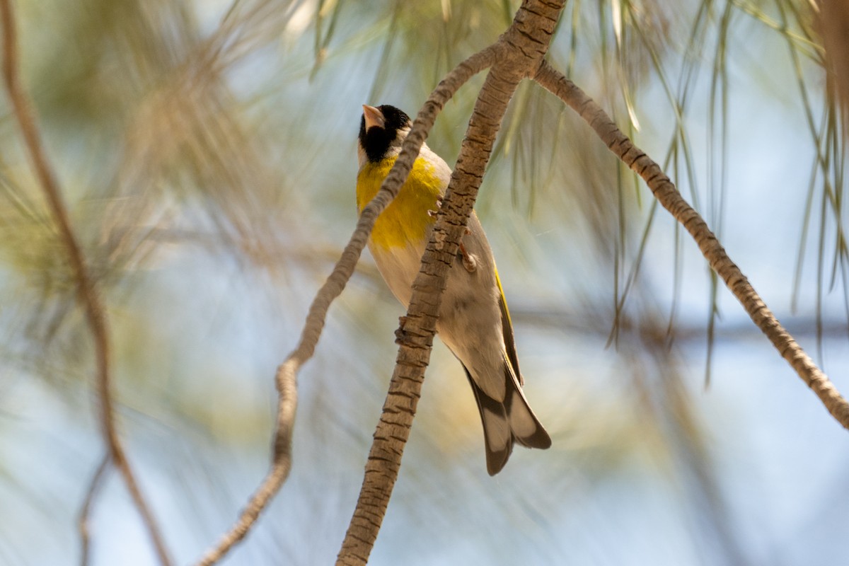 Lawrence's Goldfinch - ML619058430
