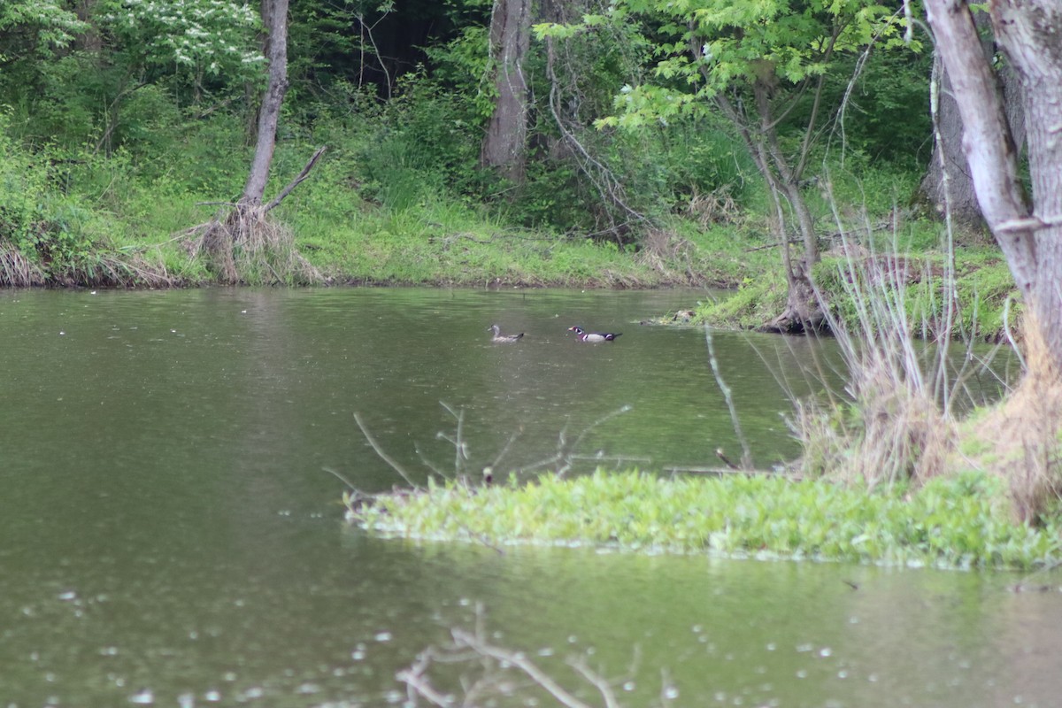 Wood Duck - ML619058434