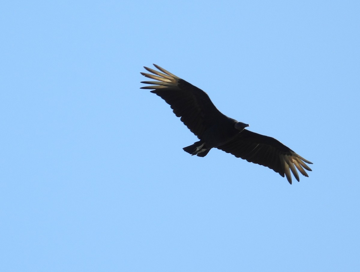 Black Vulture - Michael W. Sack