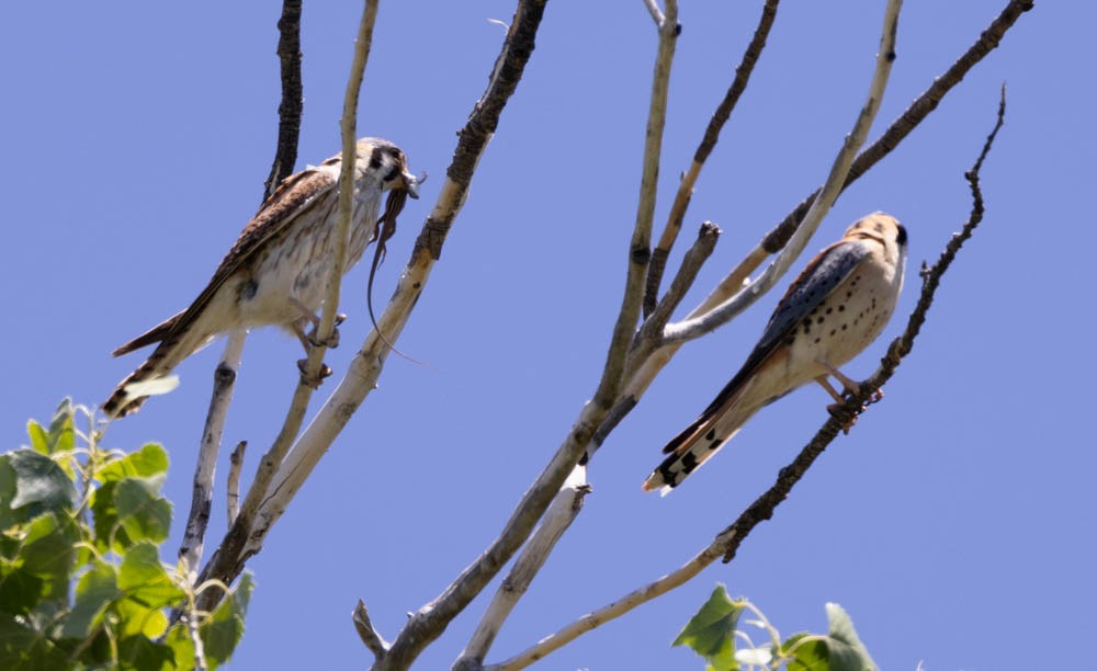 American Kestrel - ML619058438