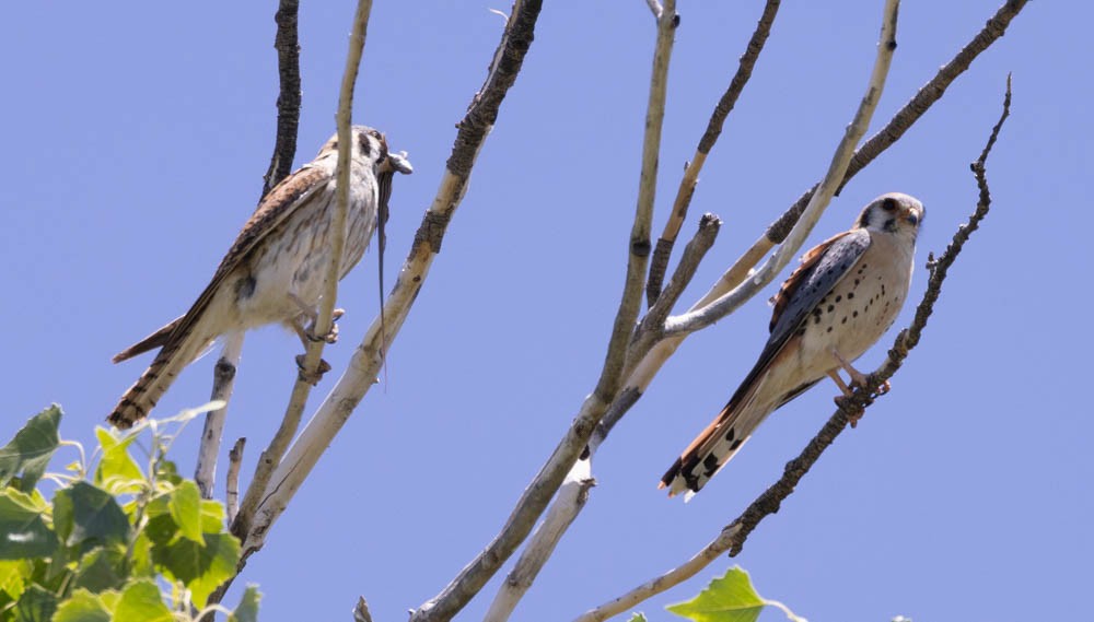 American Kestrel - ML619058439