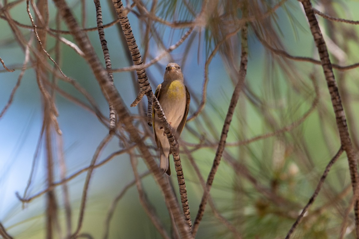 Lawrence's Goldfinch - ML619058440