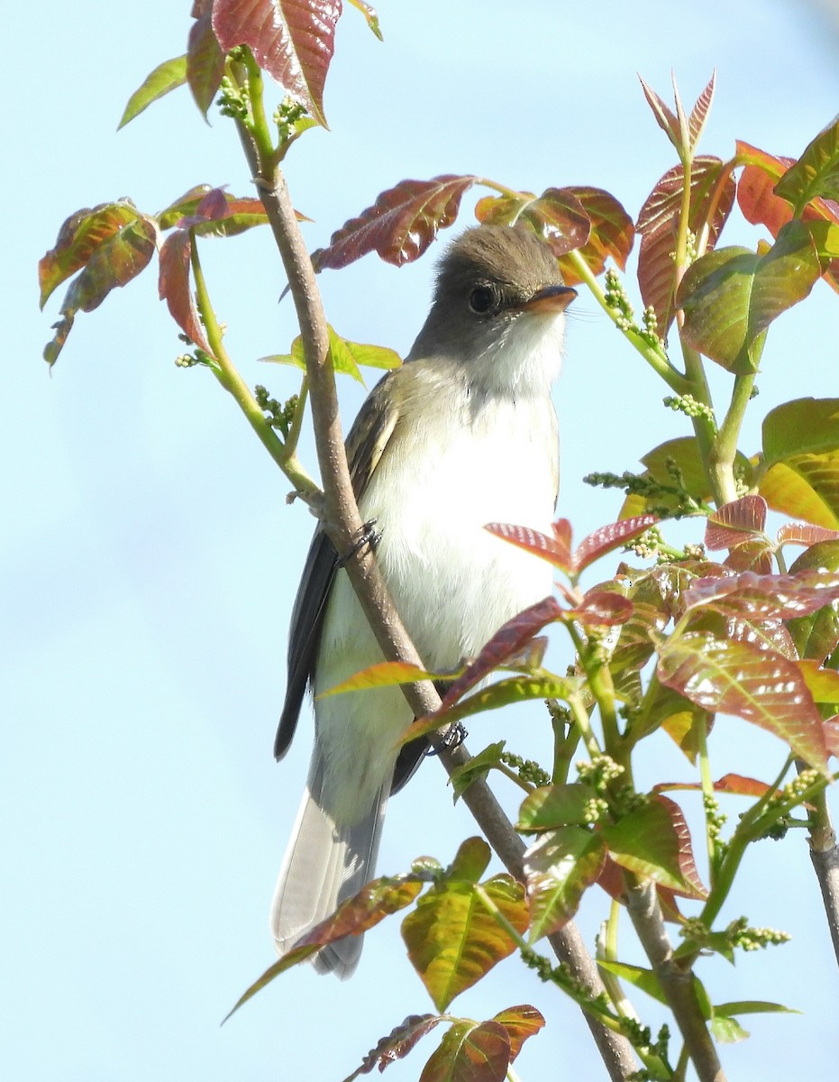 Willow Flycatcher - ML619058477