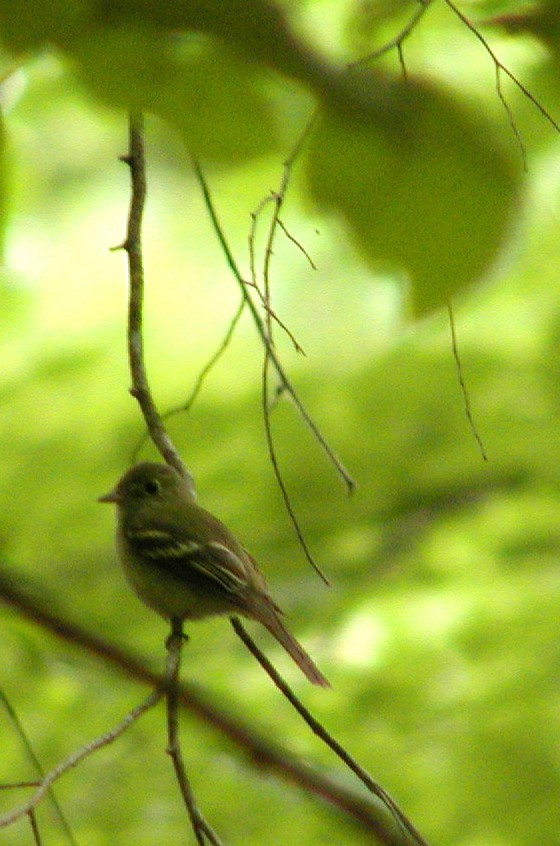 Acadian Flycatcher - Rachel Holzman