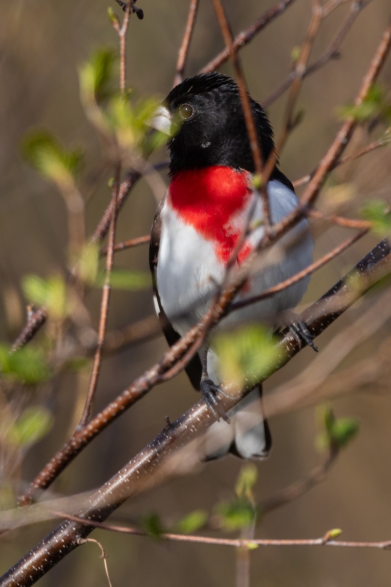 Rose-breasted Grosbeak - Lyall Bouchard