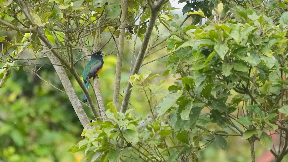 Gartered Trogon - Indira Thirkannad