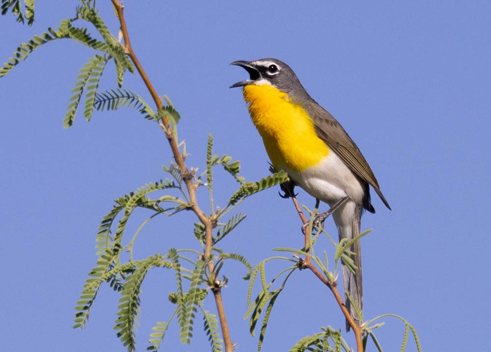 Yellow-breasted Chat - ML619058515