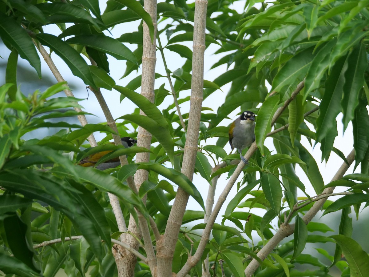 Black-crowned Palm-Tanager - Mary Corporan Dunn