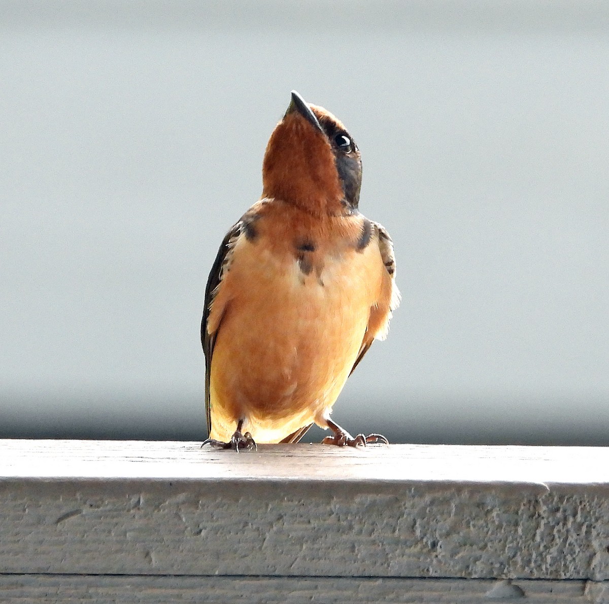 Barn Swallow - ML619058526