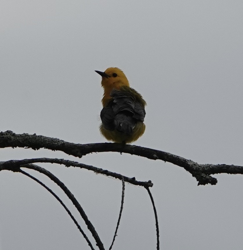 Prothonotary Warbler - Evan Clark