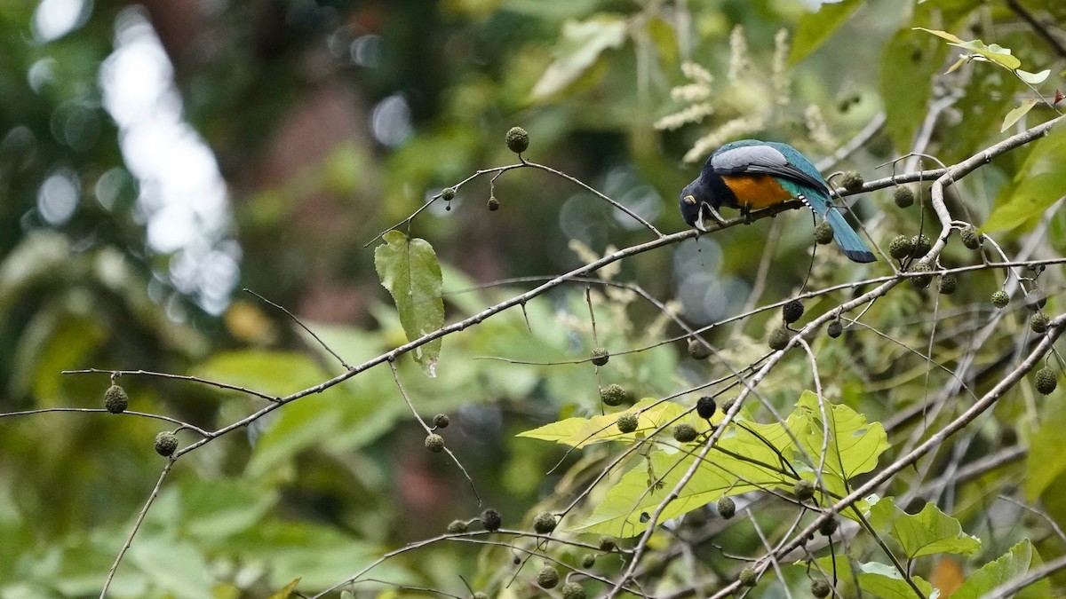 Gartered Trogon - Indira Thirkannad