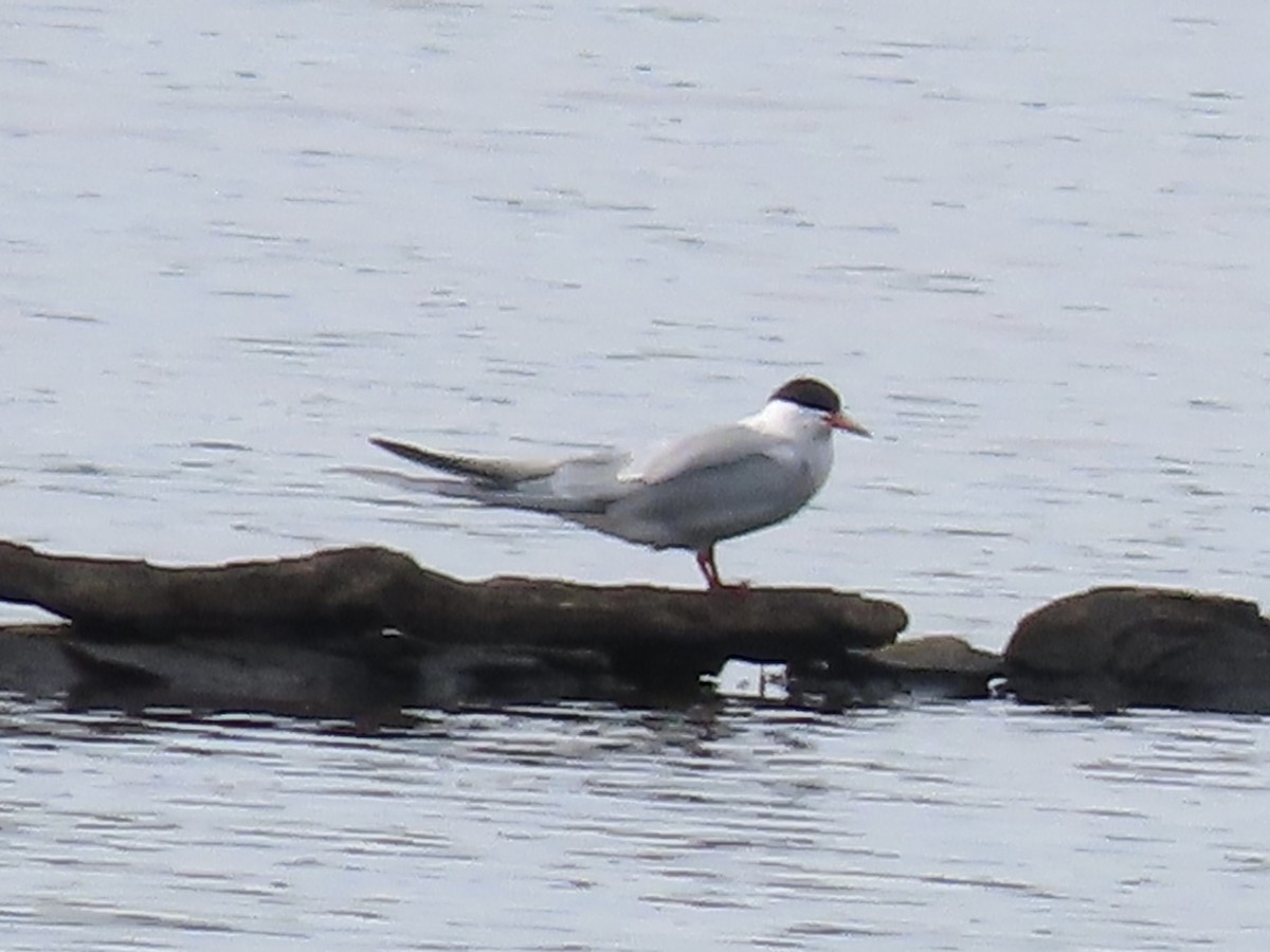 Common Tern - Tim Carney