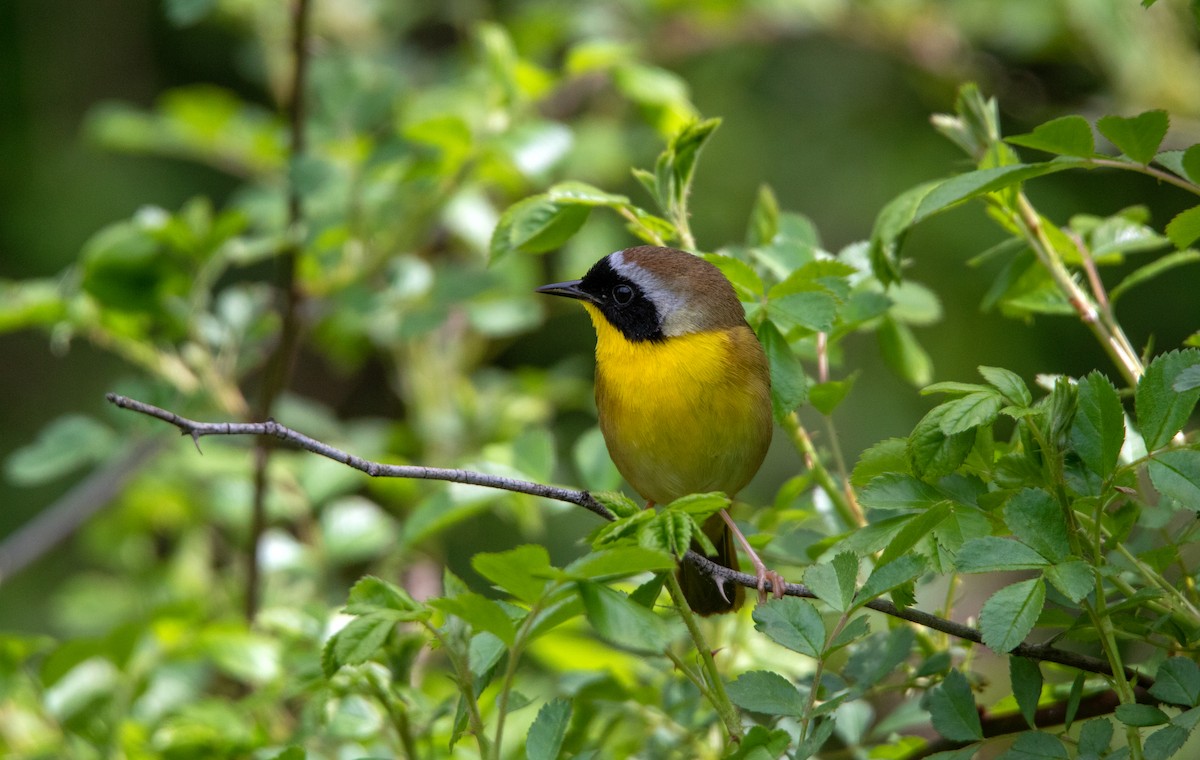 Common Yellowthroat - Annika Anderson