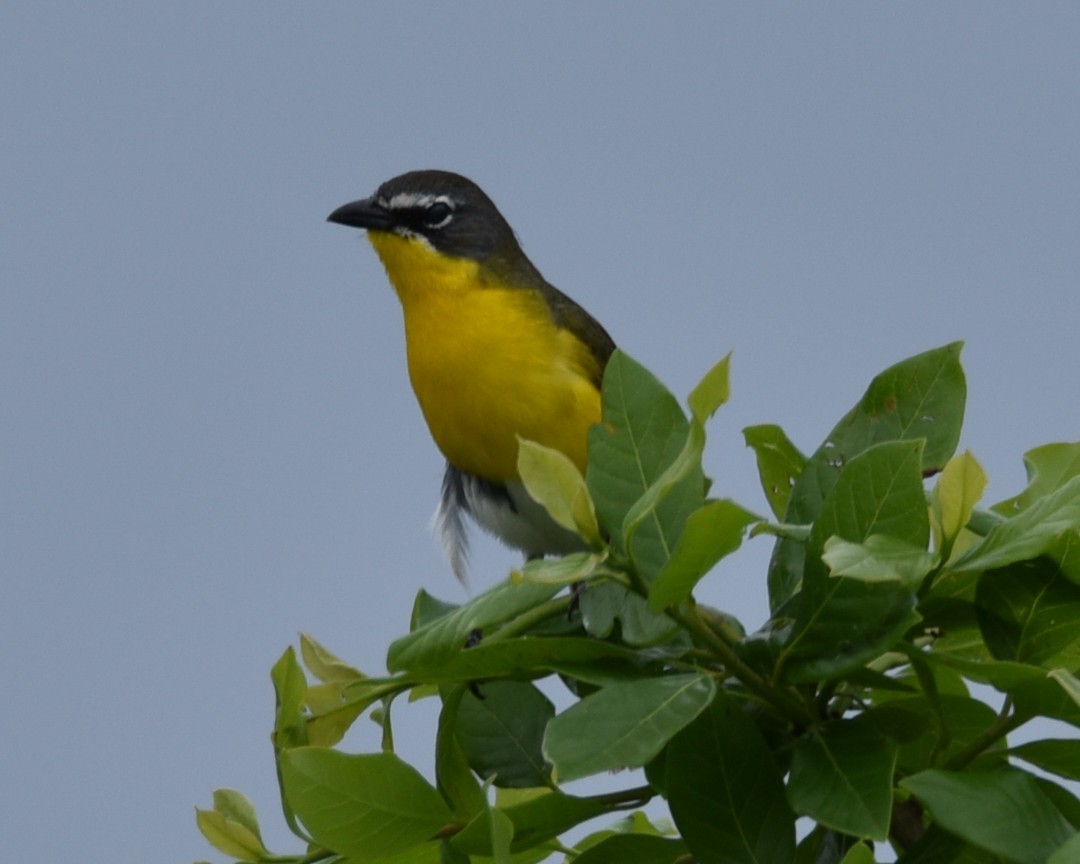 Yellow-breasted Chat - ML619058549