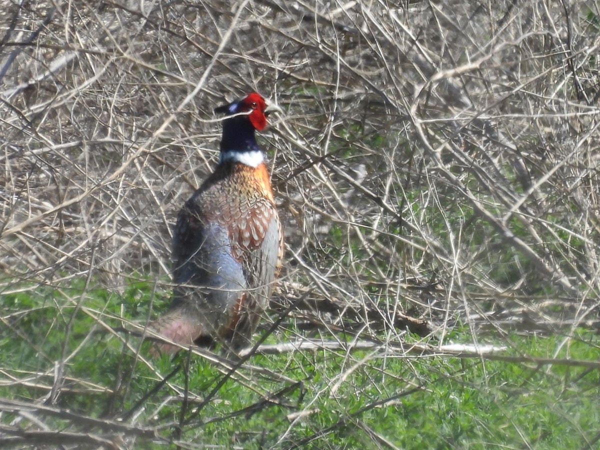 Ring-necked Pheasant - Sam Reitenour