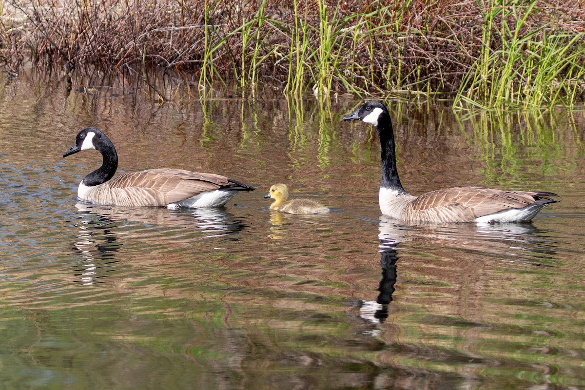 Canada Goose - ML619058563