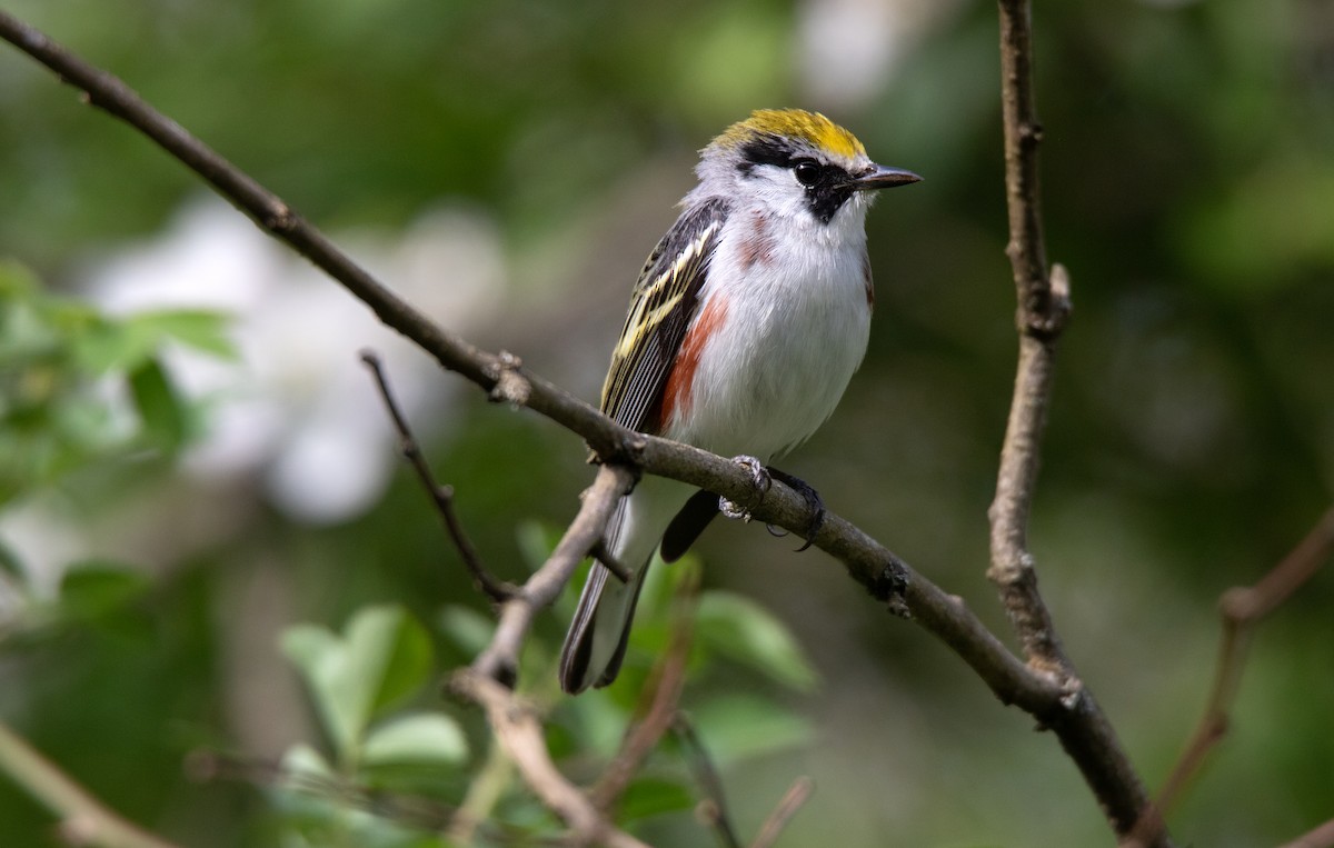 Chestnut-sided Warbler - Annika Anderson