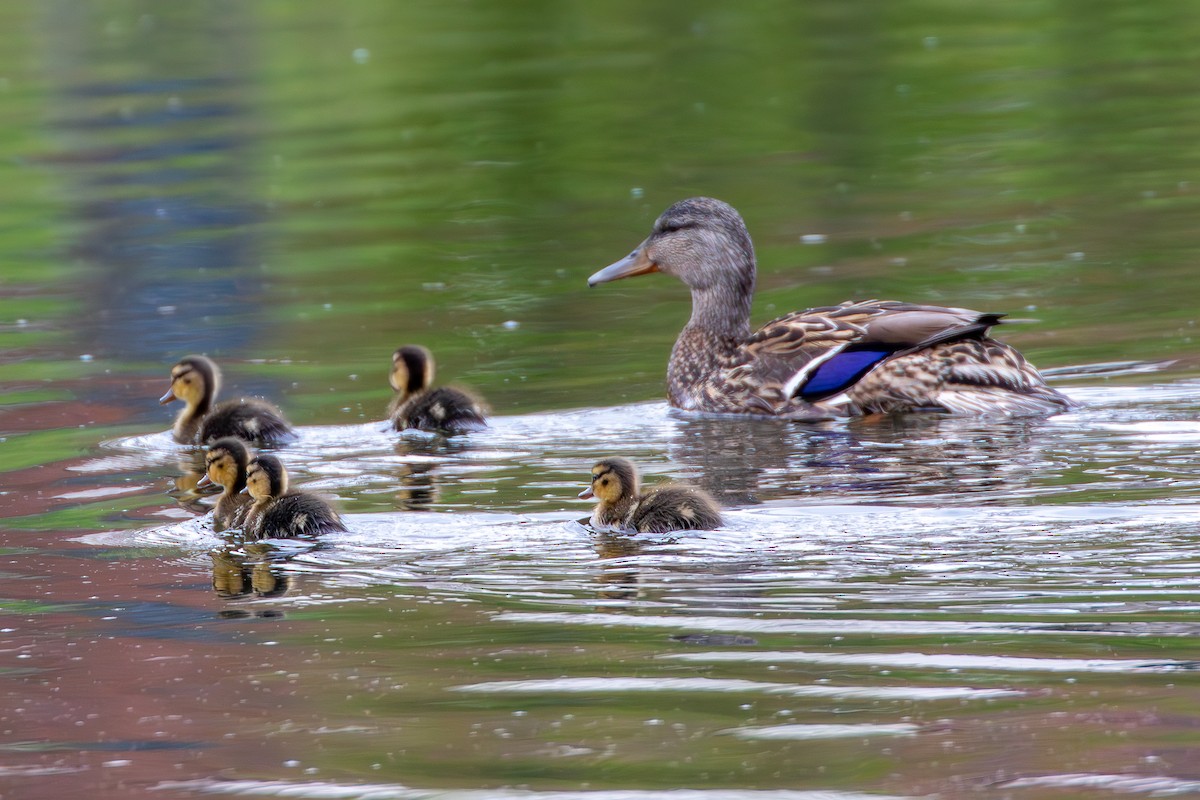 Mallard - David Bergstrom