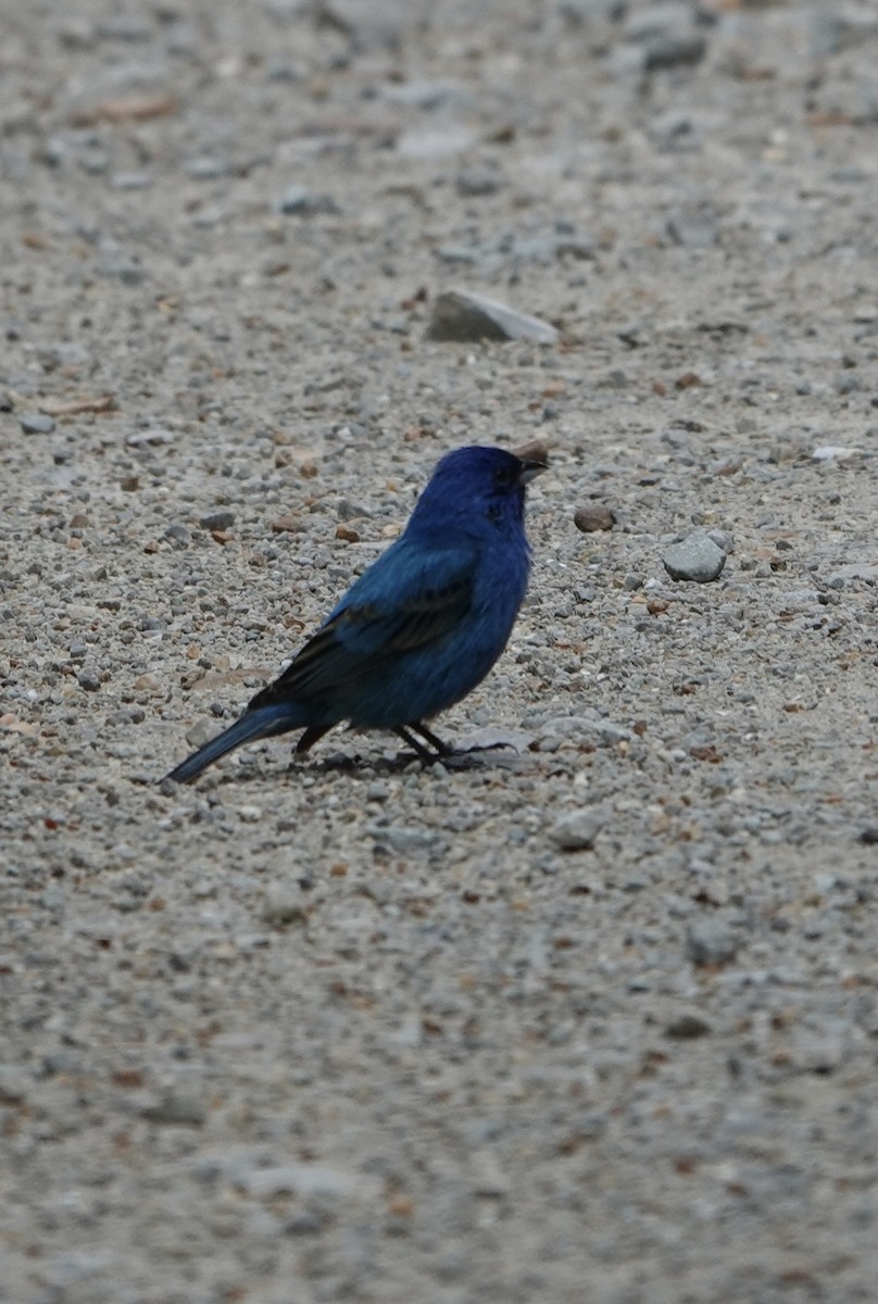 Passerin indigo - ML619058575