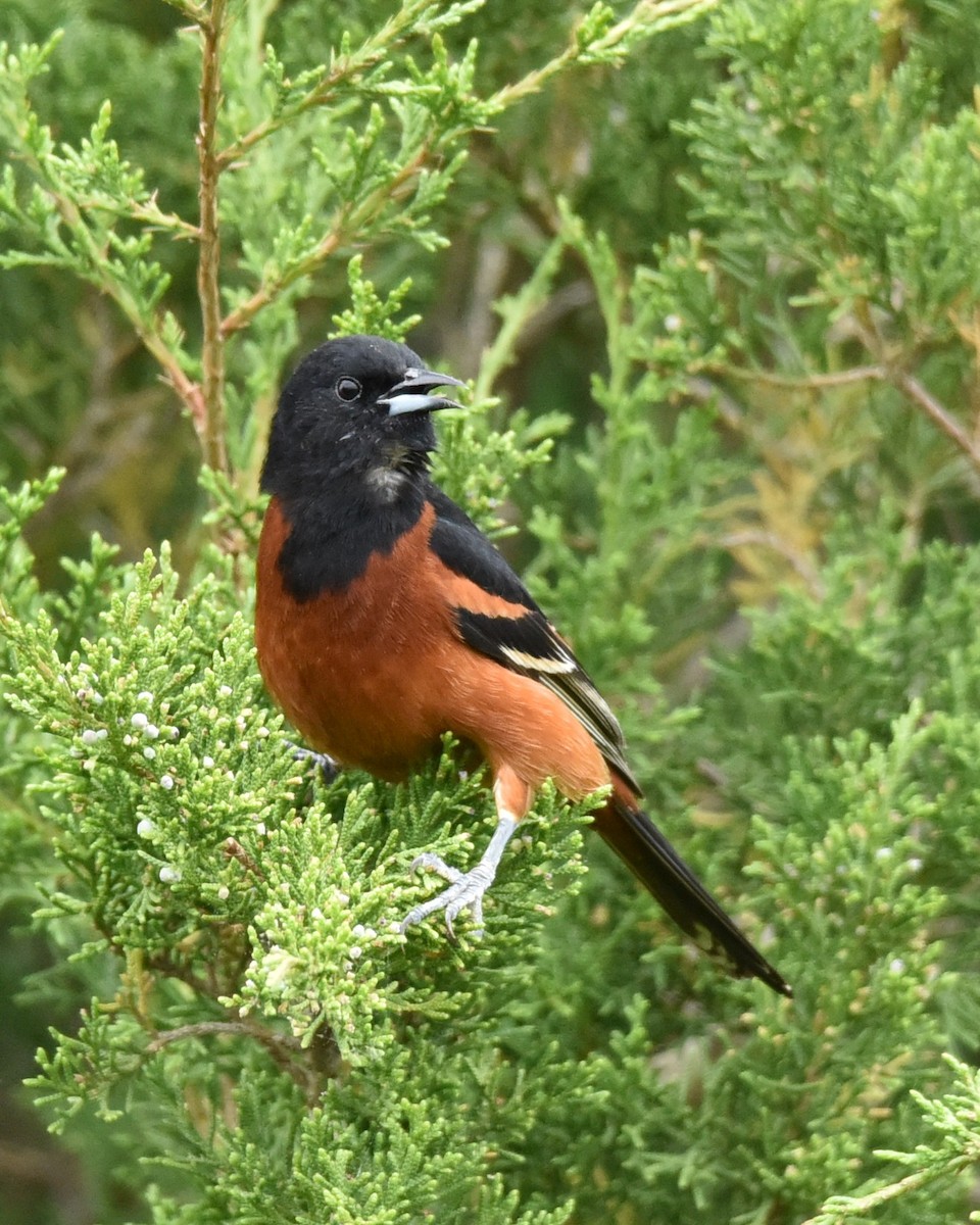 Orchard Oriole - ML619058579