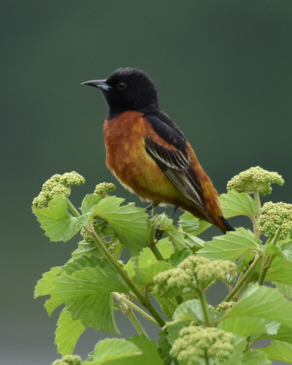 Orchard Oriole - ML619058580