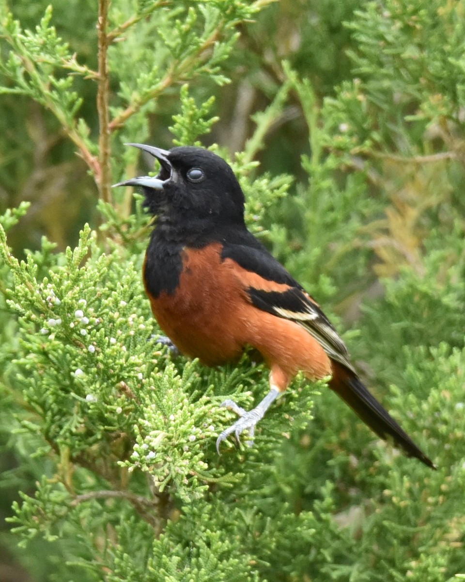 Orchard Oriole - ML619058581