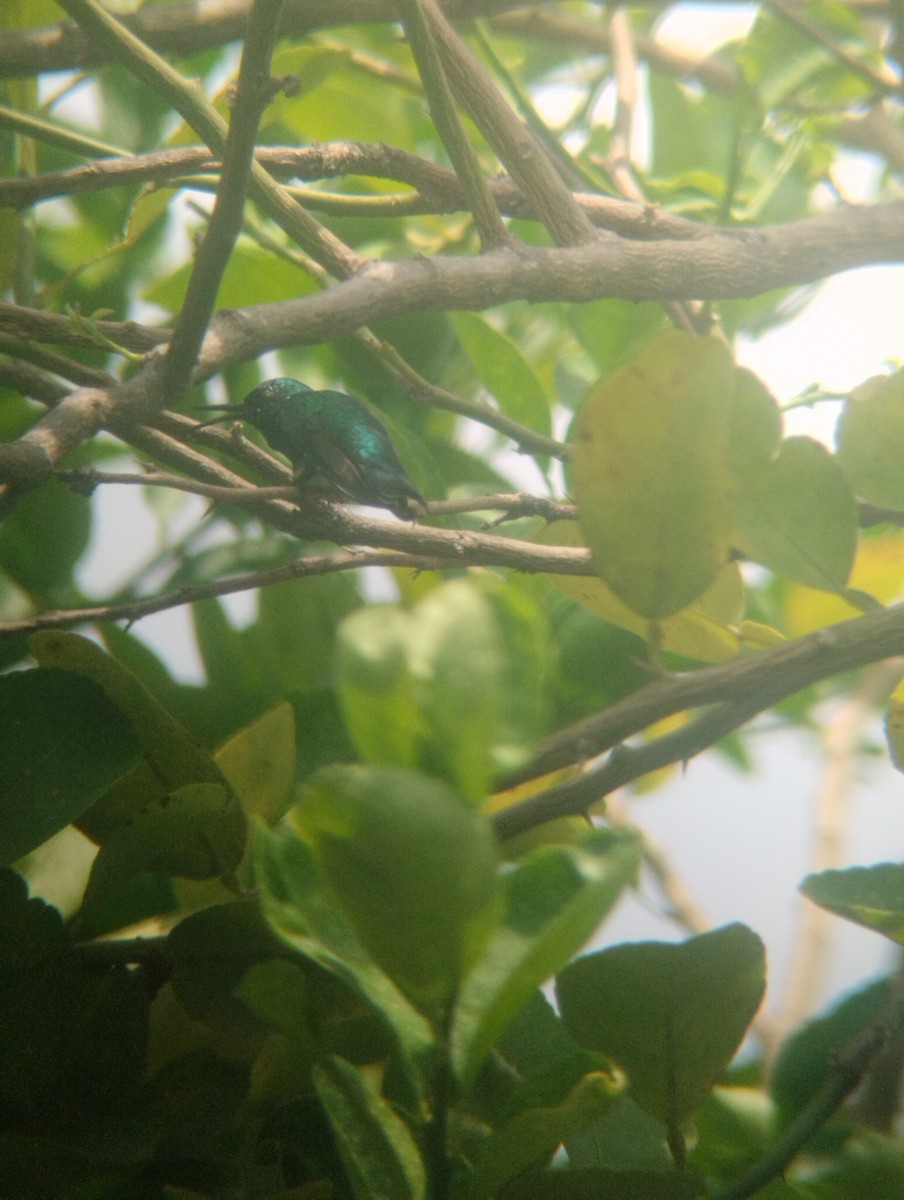 Blue-tailed Emerald - Gabriel Enrique Galeno Avendaño