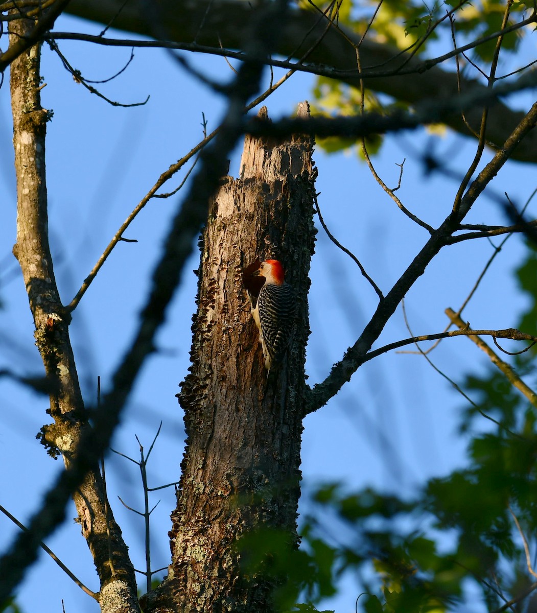 Red-bellied Woodpecker - M Huston