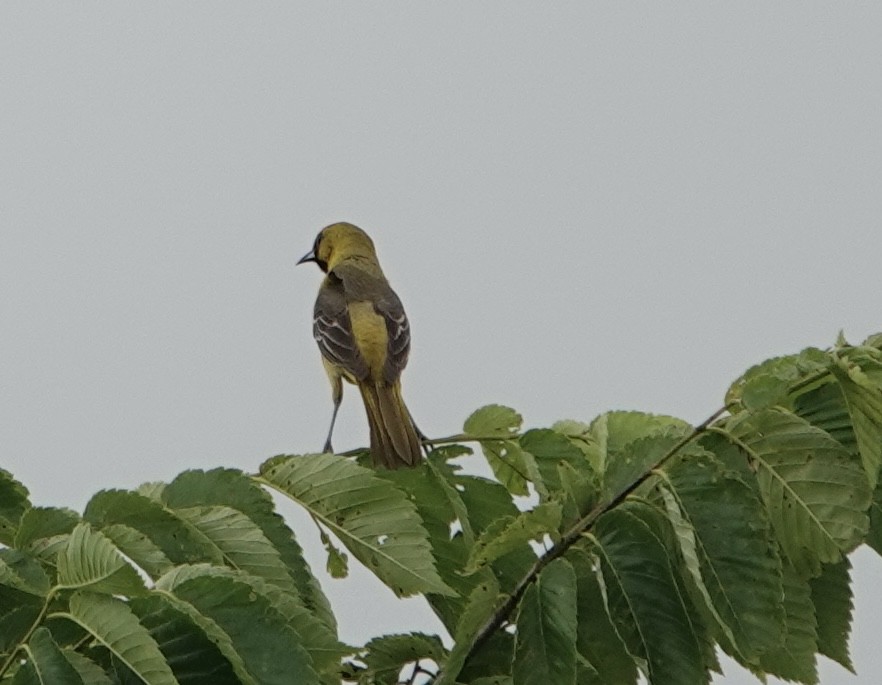 Orchard Oriole - Evan Clark