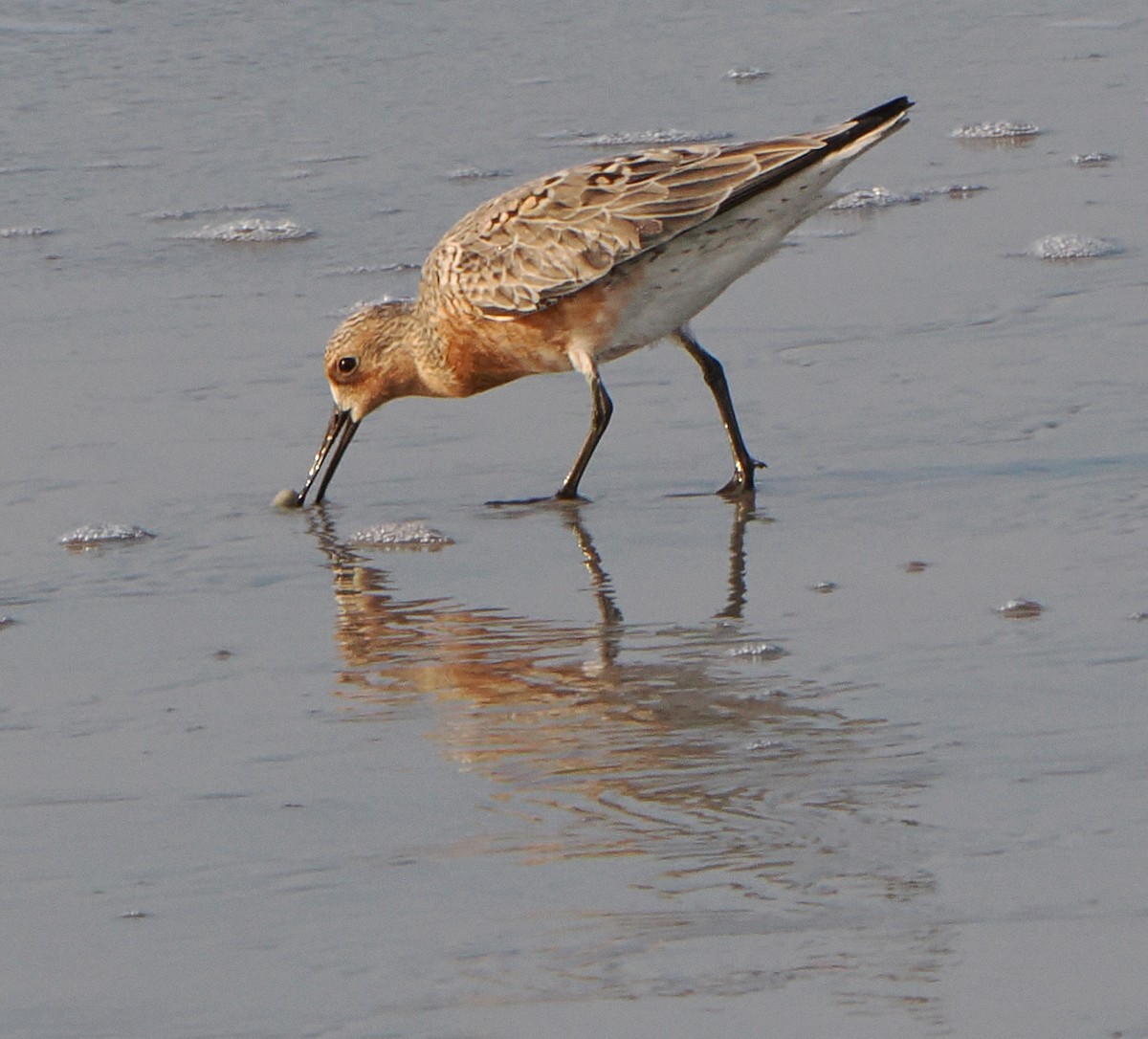 Red Knot - Patricia Rettig