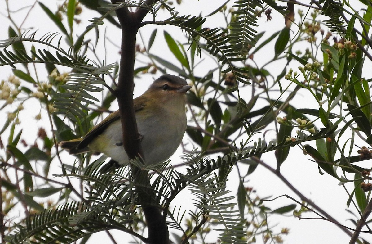 Chivi Vireo - Cintya Cavilla