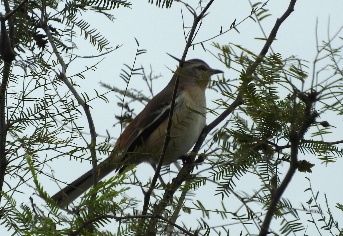 White-banded Mockingbird - Cintya Cavilla