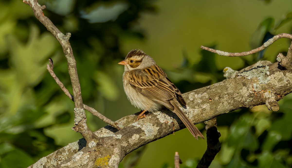 Clay-colored Sparrow - Matt Ratcliffe