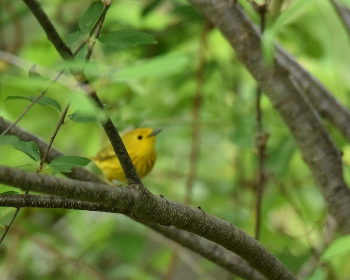 Yellow Warbler - ML619058636